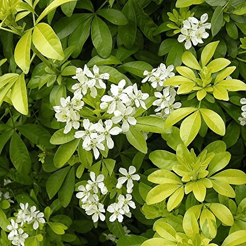 Des images de diff�rentes plantes